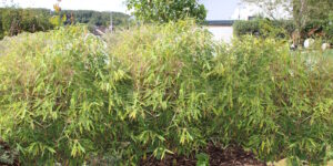Das Foto zeigt eine Hecke aus Bambus
