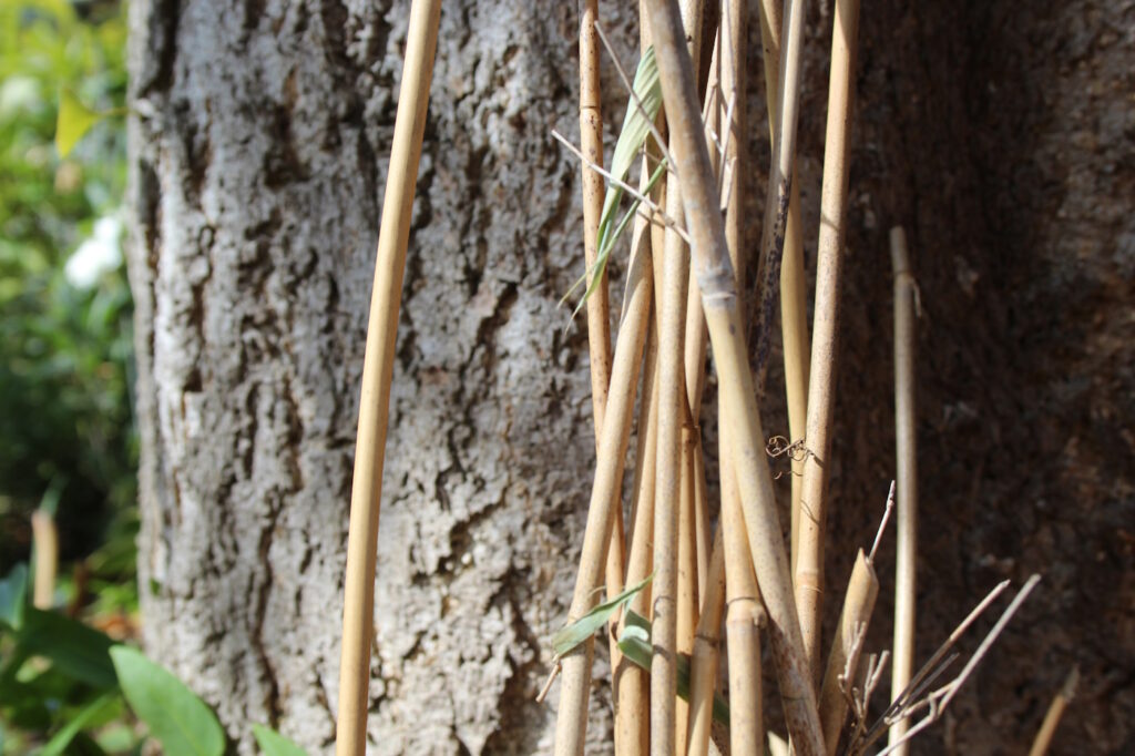 Das Foto zeigt abgebrochene Bambushalme, die von der Pflanze entfernt wurden
