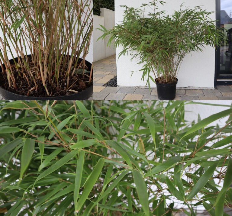Fargesia Rufa Bambou - Lot De 12 Plants ↨40cm - Plante Extérieur Non Envahissante