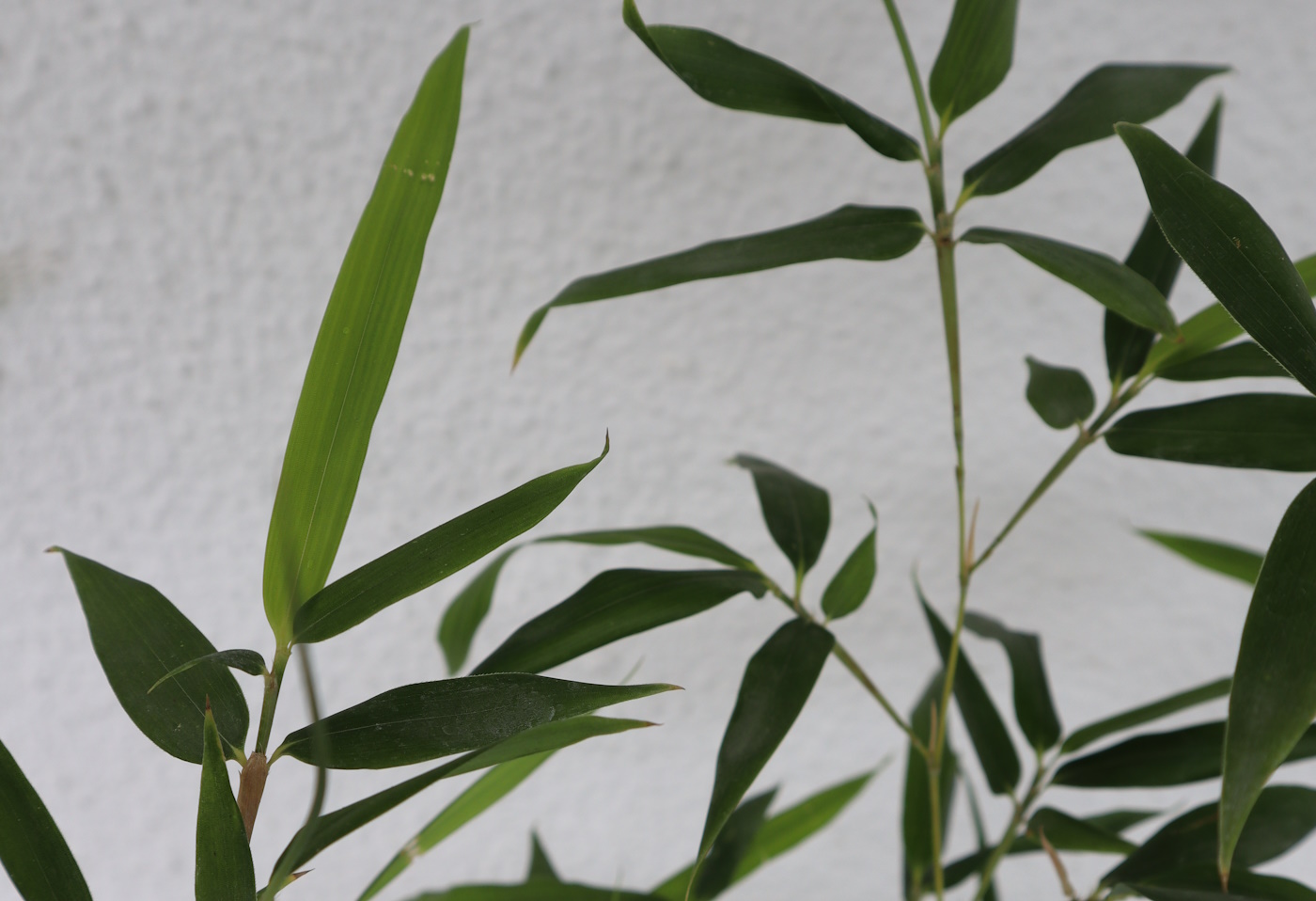 Bambus phyllostachys bissetii Pflege, Vermehrung, Pflanzabstand