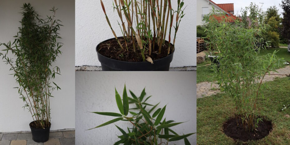 Bambus fargesia rufa Besonderheiten, Pflege, Merkmale
