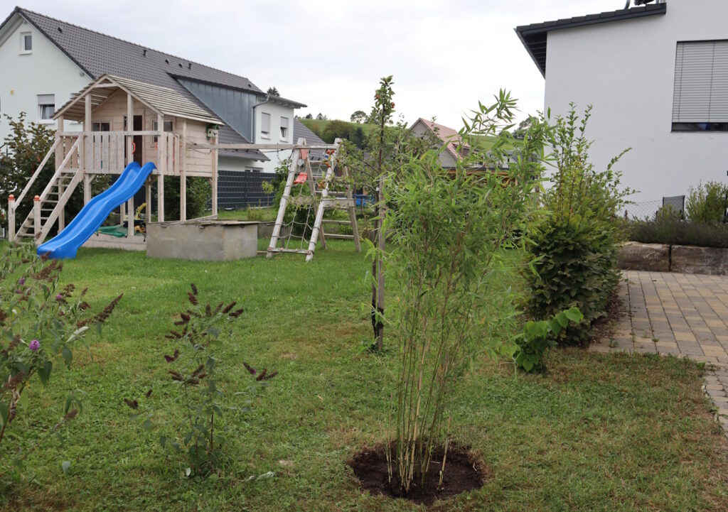 Das Foto zeigt einen Bambus im Garten