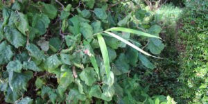 Das Foto zeigt eine Bambus Pflanze, die zwischen einem Haselnussstrauch heraus schaut