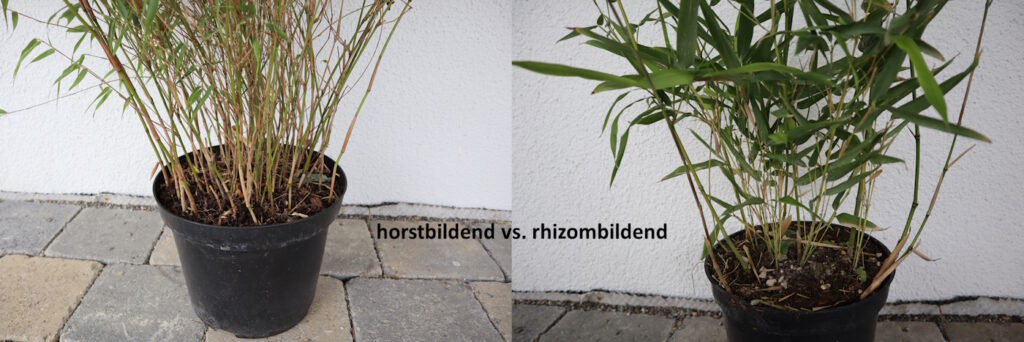 Das Foto zeigt den Gegensatz einer hostbildenden und rhizombildenden Bambuspflanze