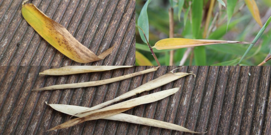 Bambus ohne Ausläufer Eigenschaften, Arten, Anbau & Pflege