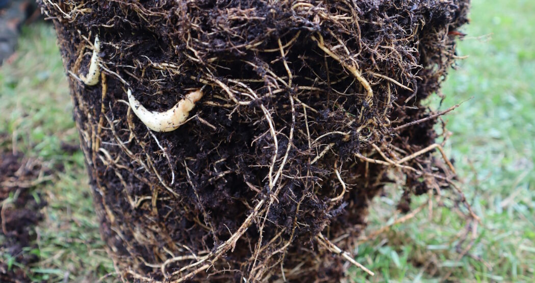 Bambus Im Garten Los Werden M hen Graben Oder Chemie 