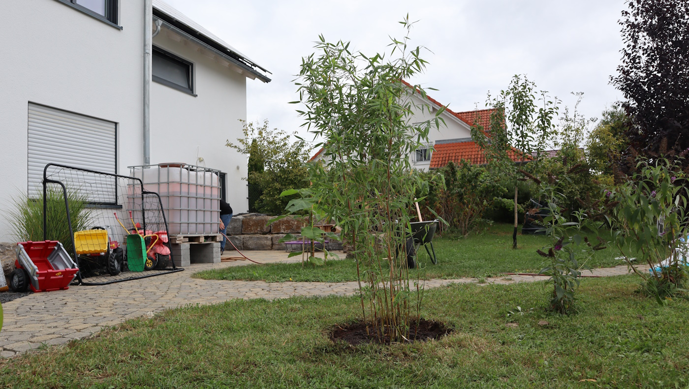 Bambus Hecke Bambusorten, Pflege, Vor & Nachteile