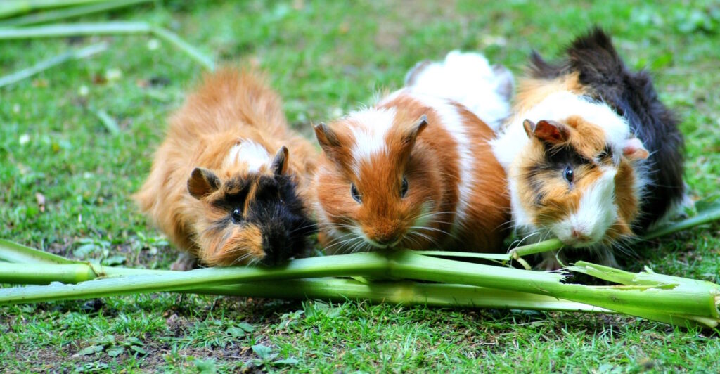 Das Foto zeigt Meerschweinchen, die Grünfutter fressen