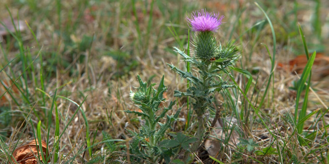 Disteln im Garten entfernen Distel ausstechen, Wuchs vorbeugen