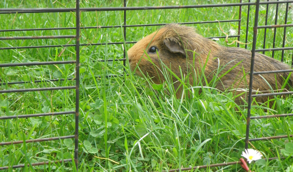 Das Foto zeigt ein Meerschweinchen im Freilauf