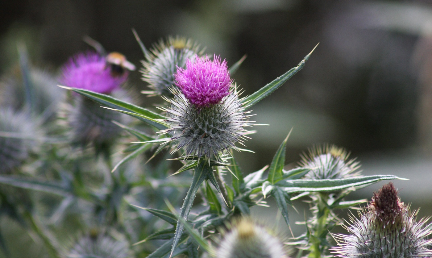 Disteln im Garten entfernen Distel ausstechen, Wuchs vorbeugen