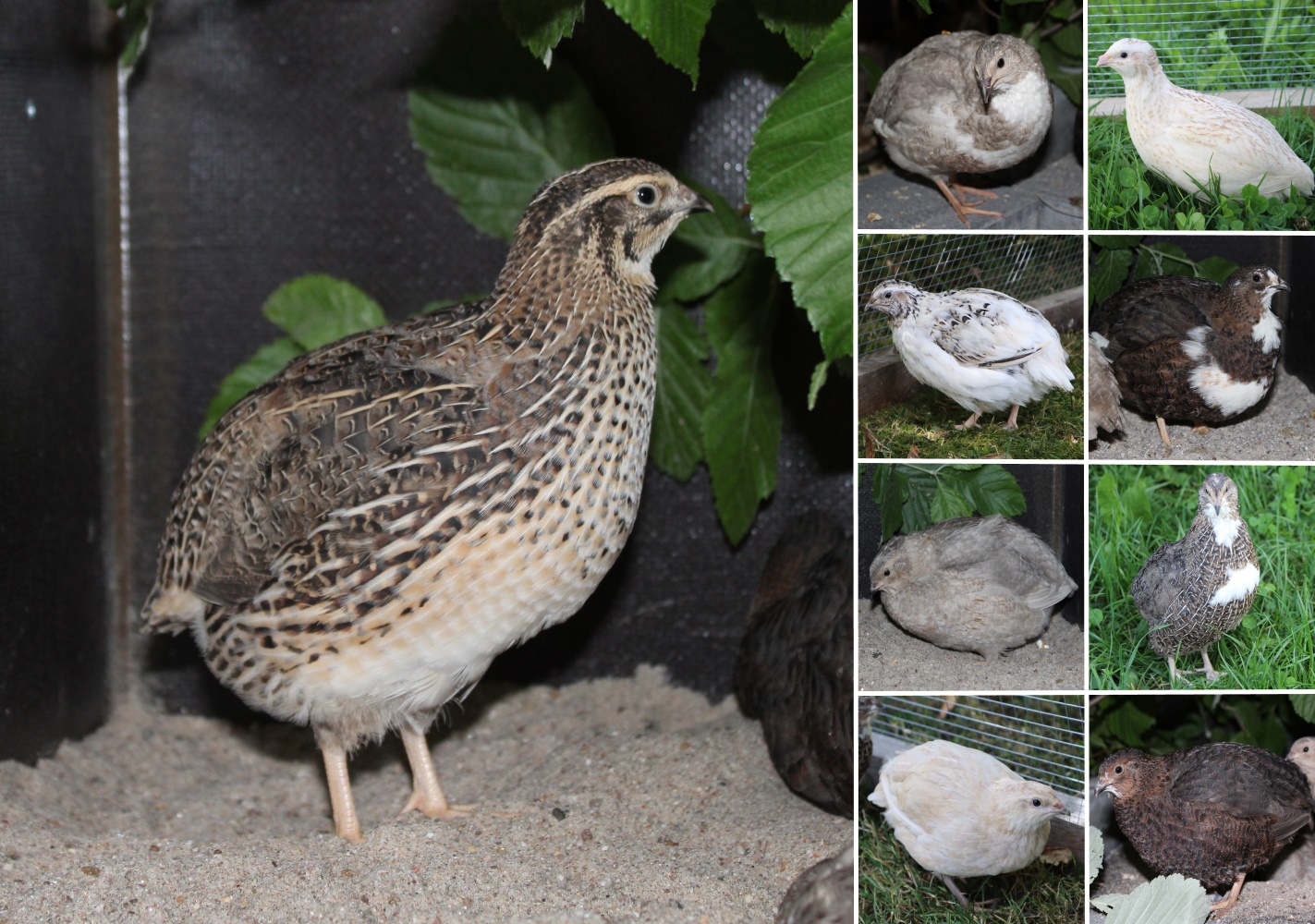 Wachteln halten im Garten Züchter erklärt, was du wissen musst!