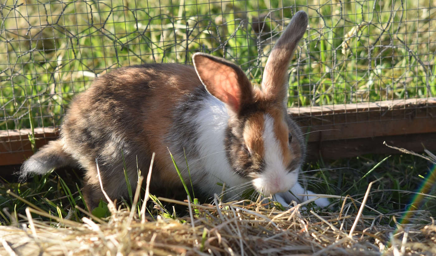 Kaninchen im Garten halten Gehege, Einrichtung und Futter