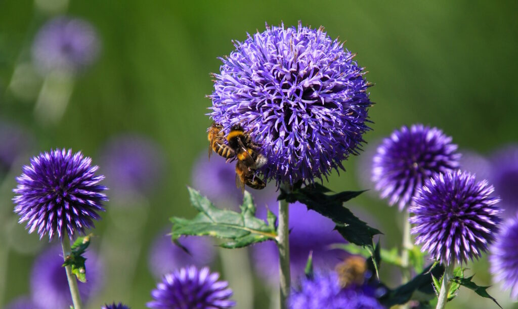 Das Foto zeigt eine blaue Kugeldistel