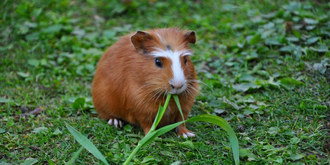 Das Foto zeigt ein Meerschweinchen im Garten, das Gras frisst