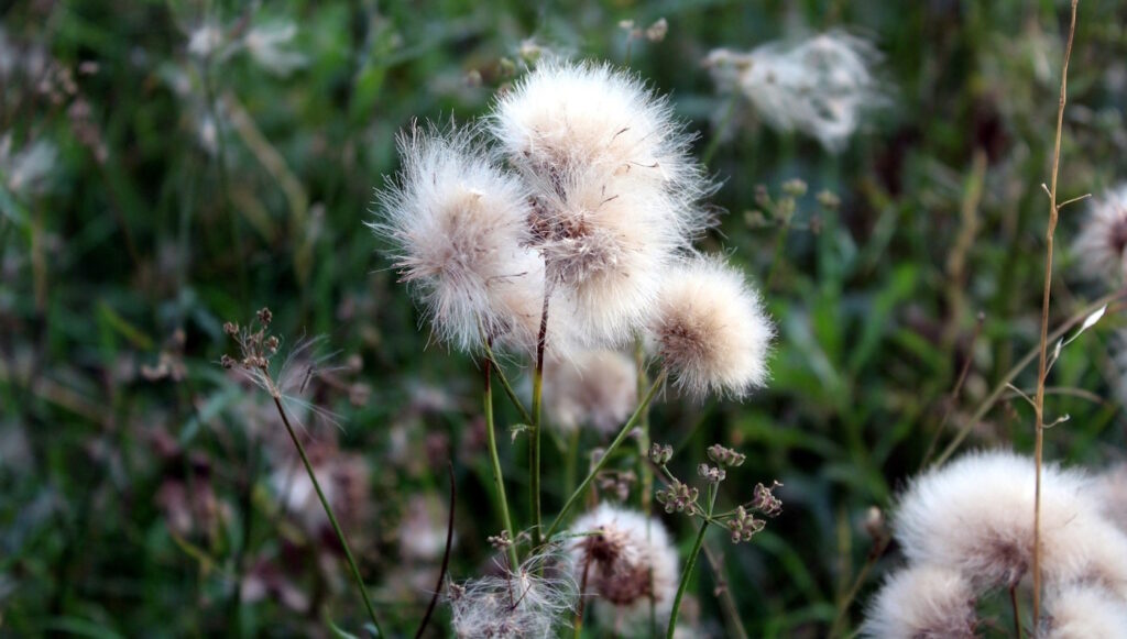 Das Foto zeigt die Samen einer Distel nach der Blüte