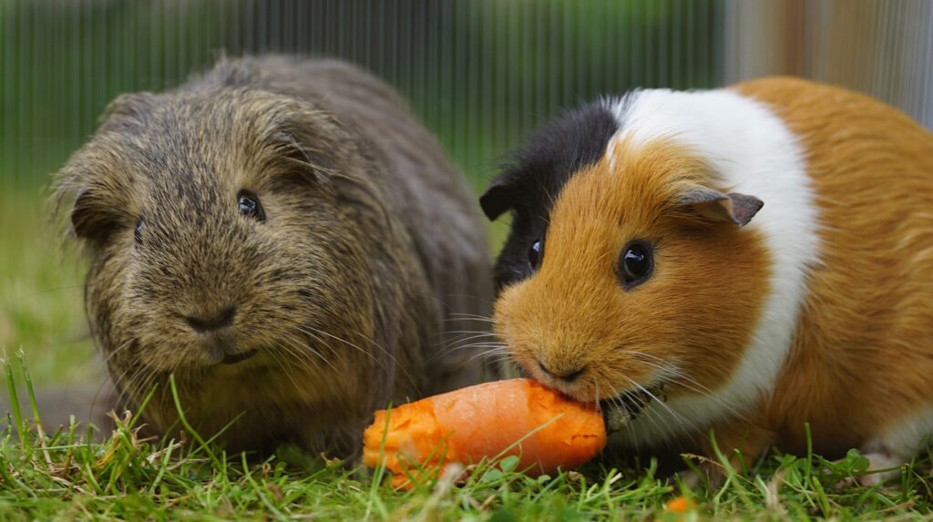 Das Foto zeigt zwei Meerschweinchen, die nebeneinander sitzen