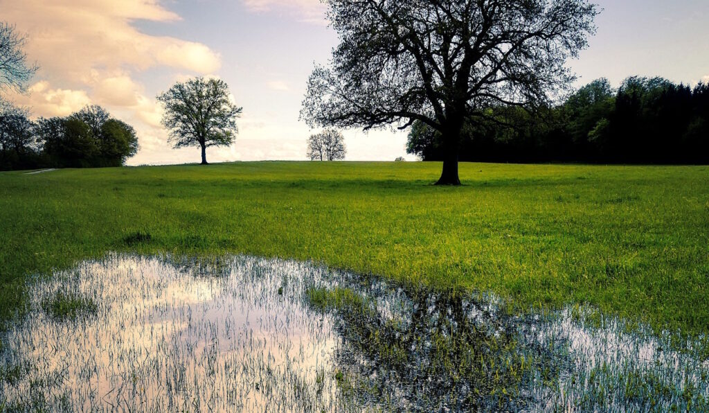 Das Foto zeigt eine Pfütze im Gras