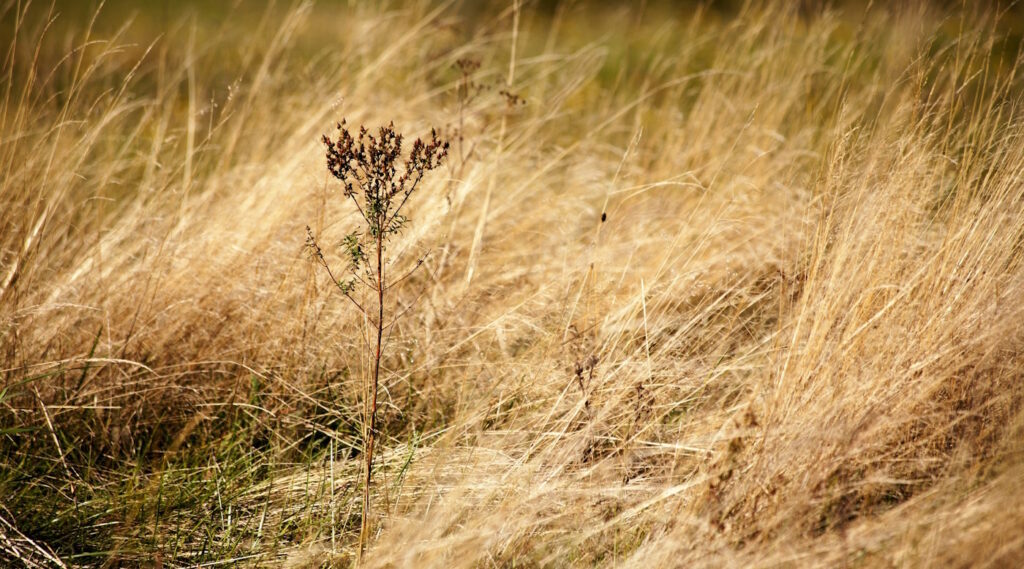Das Foto zeigt vertrocknetes Gras