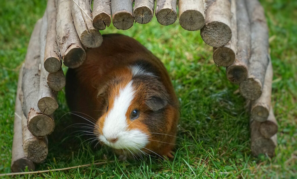 Das Foto zeigt ein Meerschweinchen, das unter einer Weidebrücke sitzt