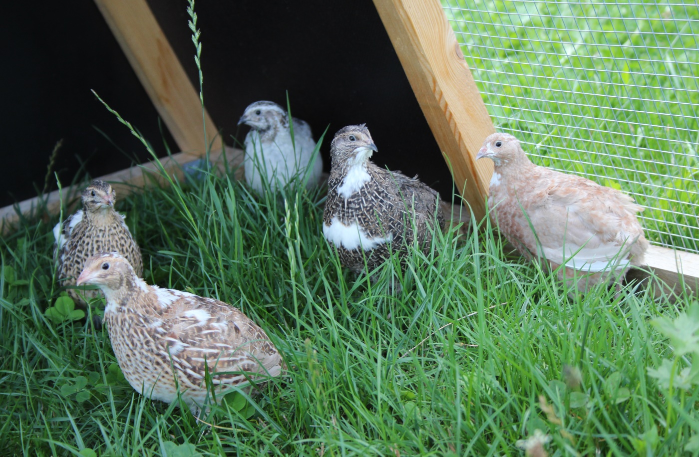 Wachteln halten im Garten Züchter erklärt, was du wissen musst!