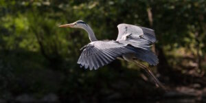 Das Foto zeigt einen Fischreiher, der fliegt
