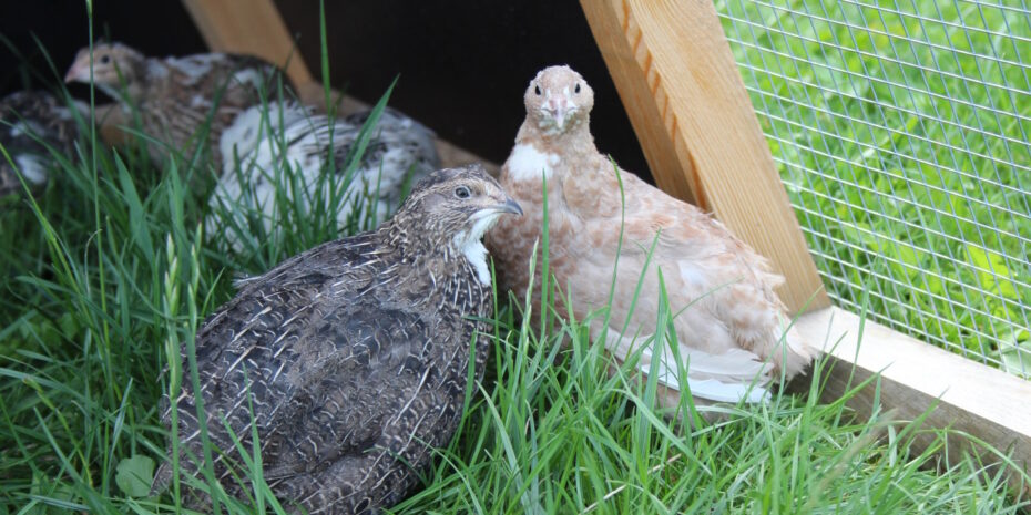 Wachteln halten im Garten Züchter erklärt, was du wissen musst!