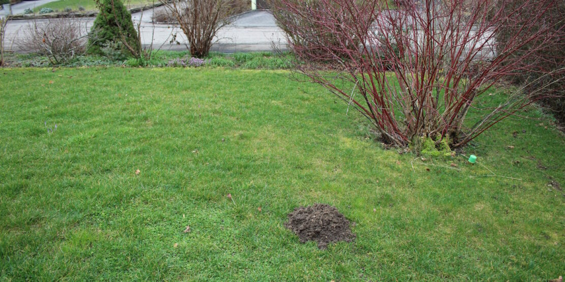 Das Foto zeigt einen Maulwurfhügel in einem Garten