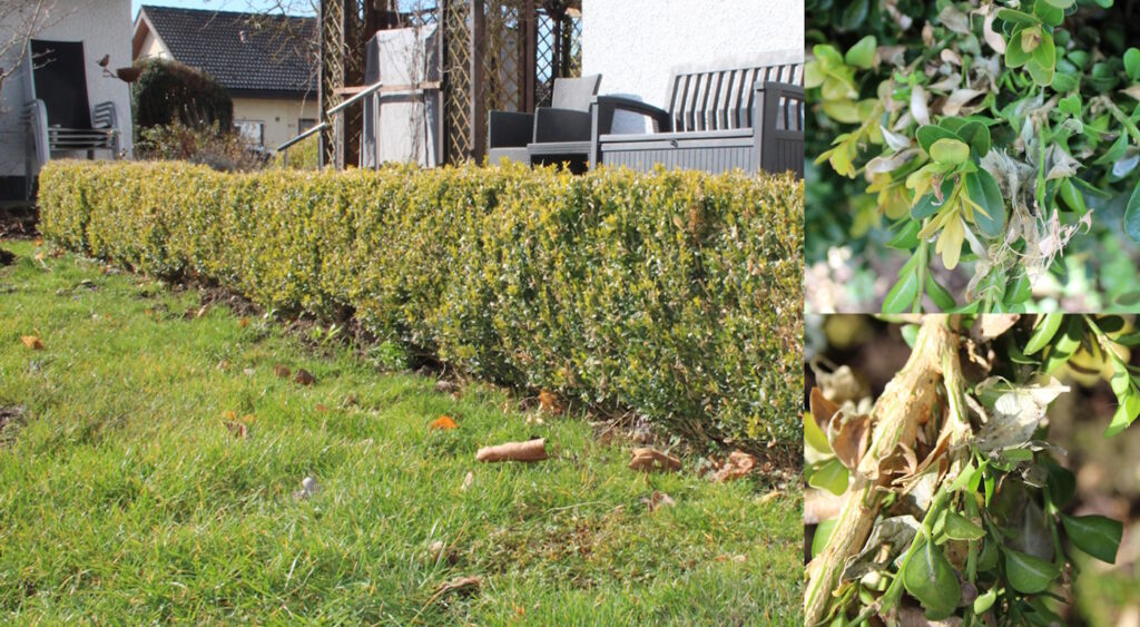 Das Foto zeigt eine vom Buchsbaumzünsler befallene Hecke