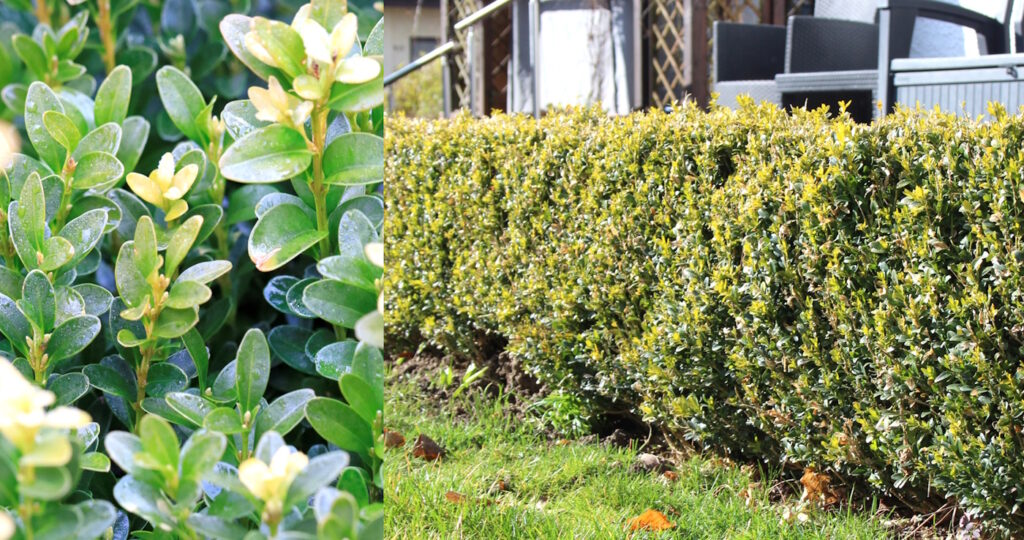 Das Foto zeigt eine Buchsbaumhecke