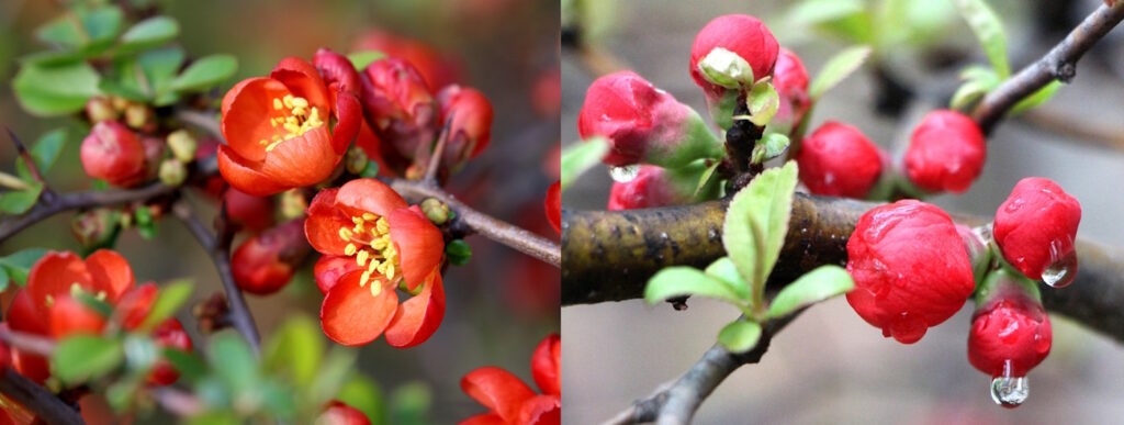Das Foto zeigt die Blüten der Chinesischen Zierquitte