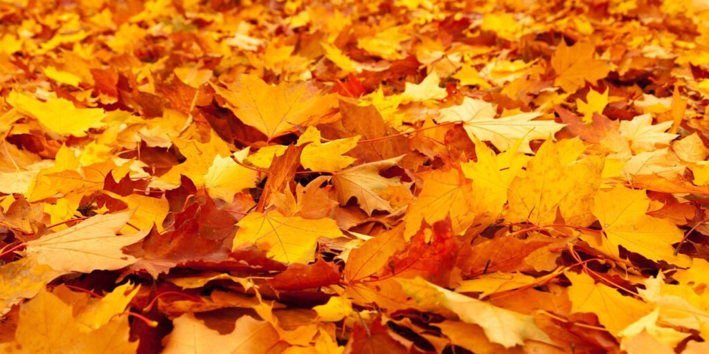 Das Foto zeigt Falllaub im Garten
