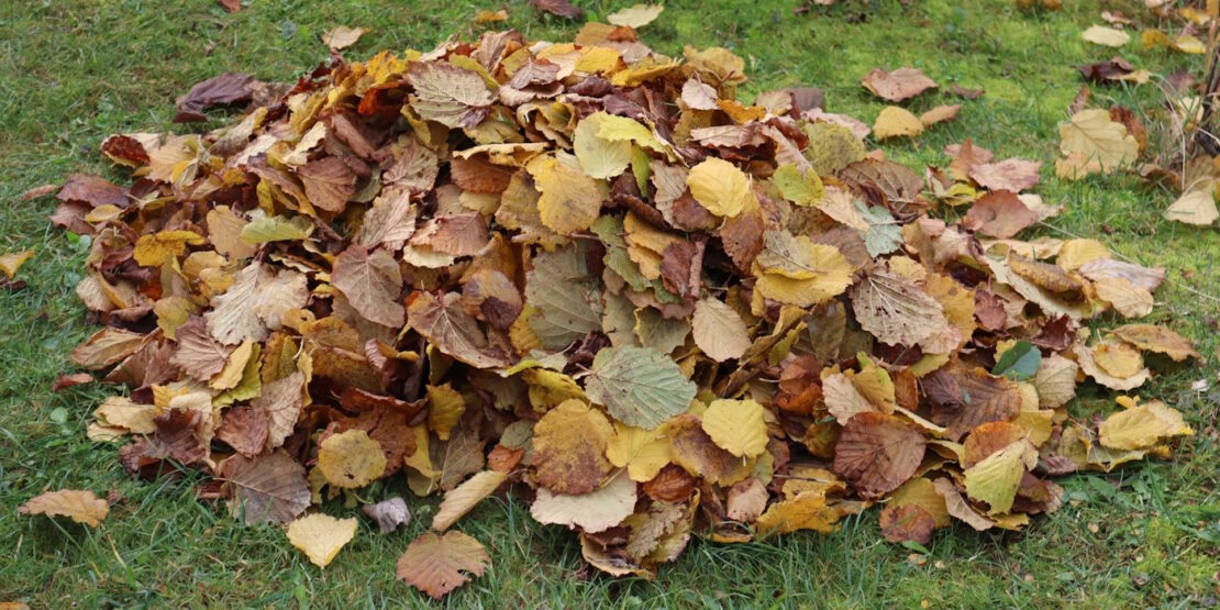 Das Foto zeigt Falllaub im Garten