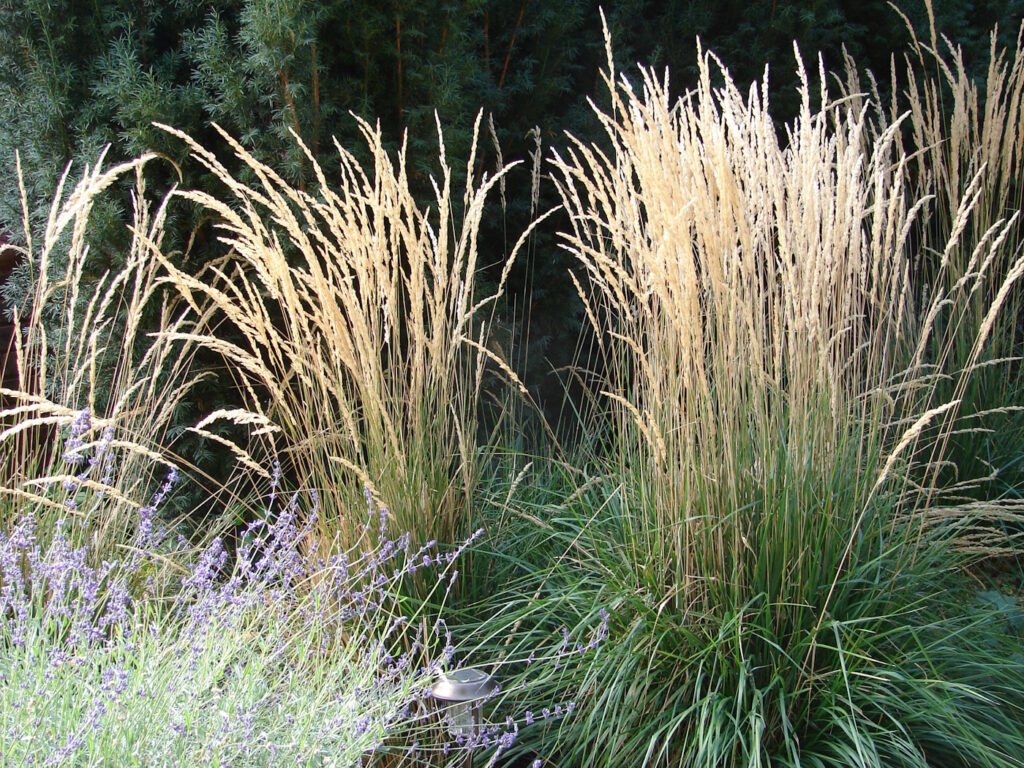 Das Foto zeigt das Gartensandrohr