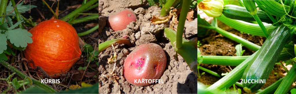 Das Foto zeigt einen Kürbis, Kartoffeln und eine Zucchini, die man alle auf Falllaub anpflanzen kann