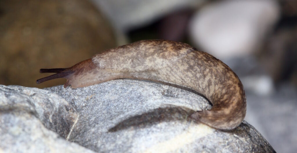 Das Foto zeigt eine genetzte Ackerschnecke