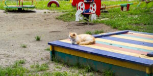 Das Foto zeigt eine Katze auf einem abgedeckten Sandkasten