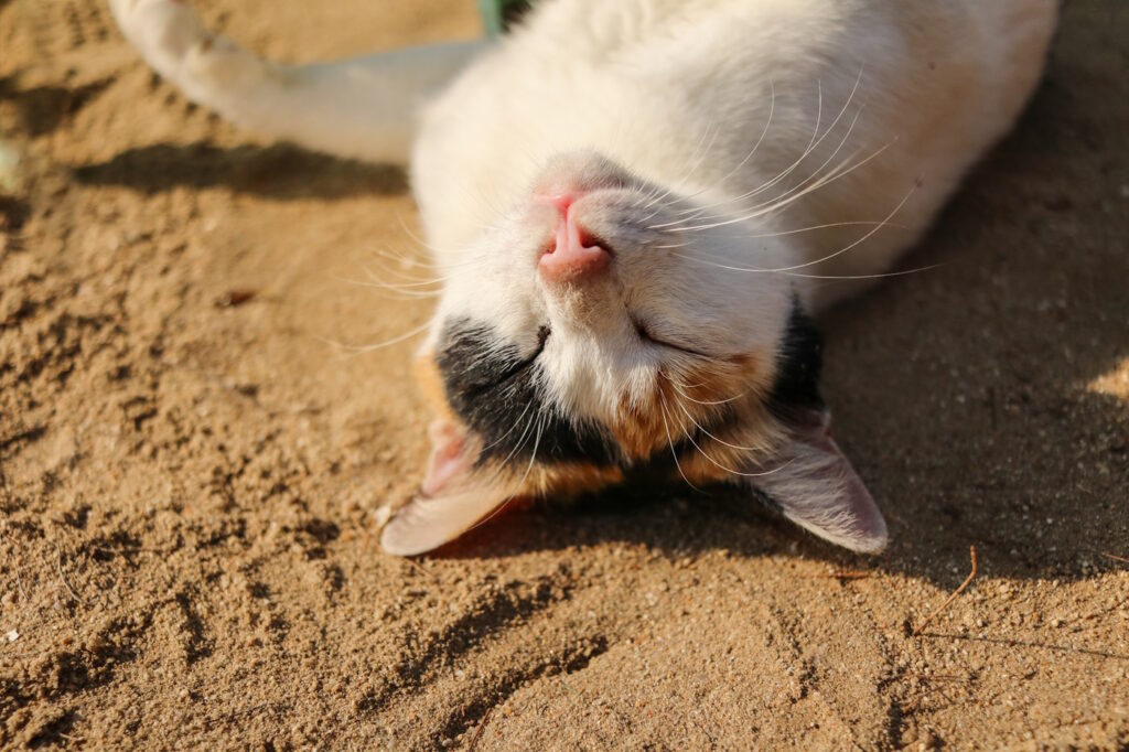 Das Foto zeigt eine Katze, die sich im Sand räkelt