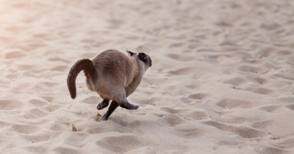 Das Foto zeigt eine Katze die im Sand davon rennt