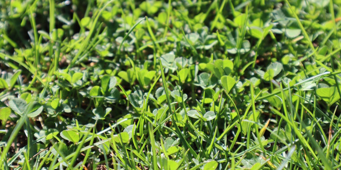 Das Foto zeigt ein Kleefeld im Garten
