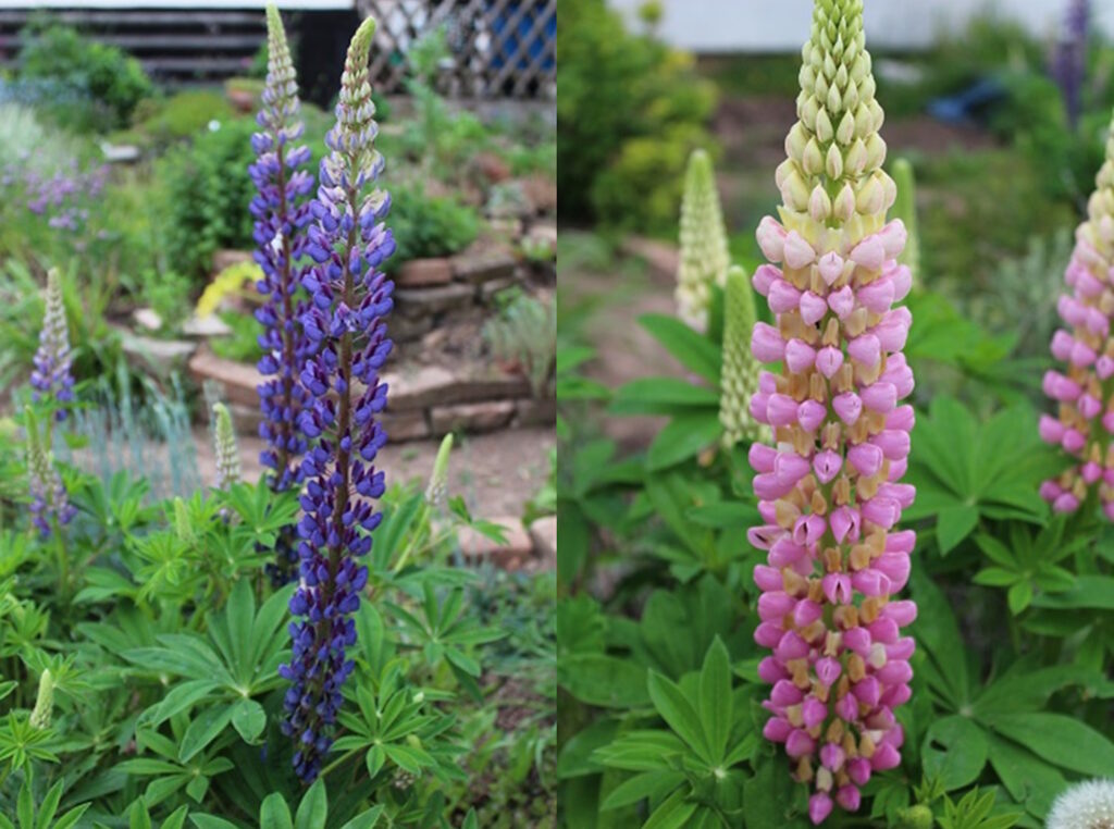 Das Foto zeigt blaue und rosarote Lupinen