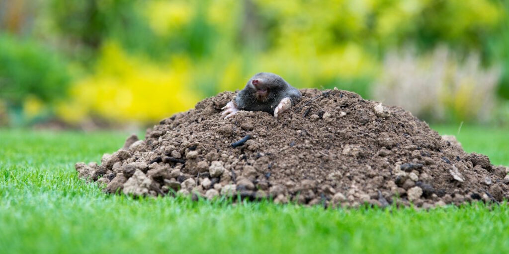 Das Foto zeigt einen Maulwurf, der aus dem Hügel schaut