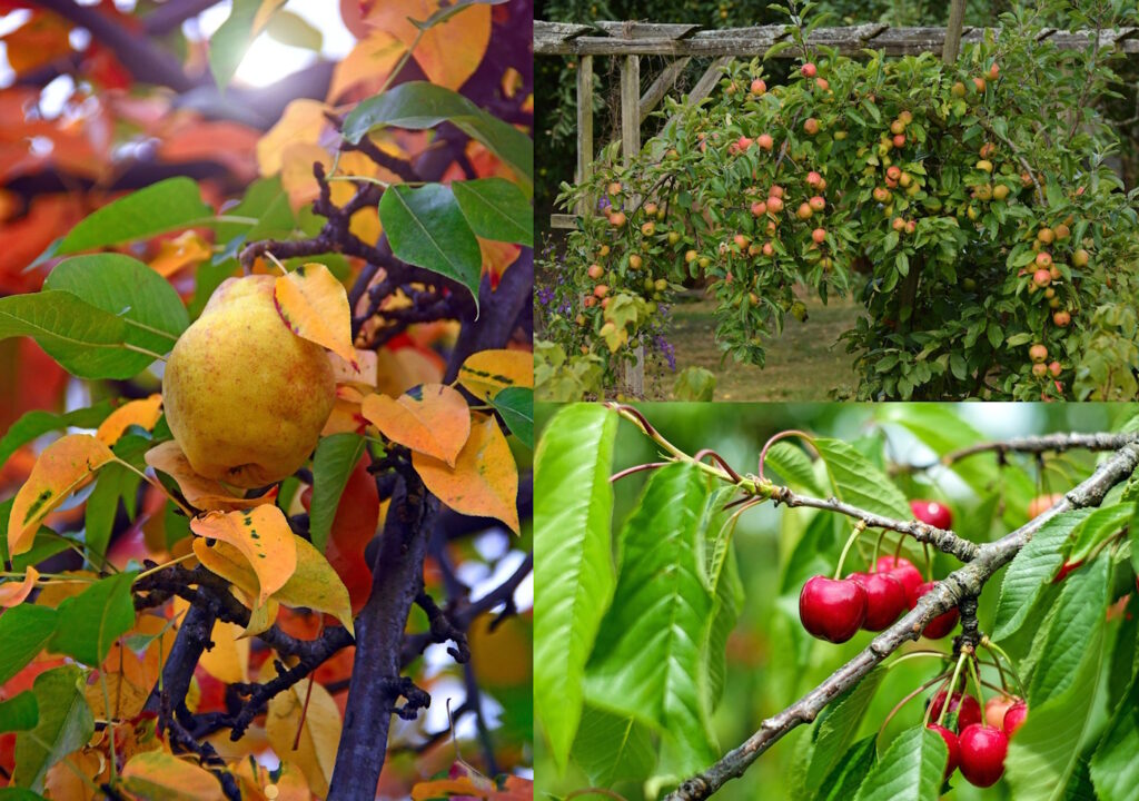 Das Foto zeigt einen Kirsch-, einen Apfel- und einen Birnenbaum