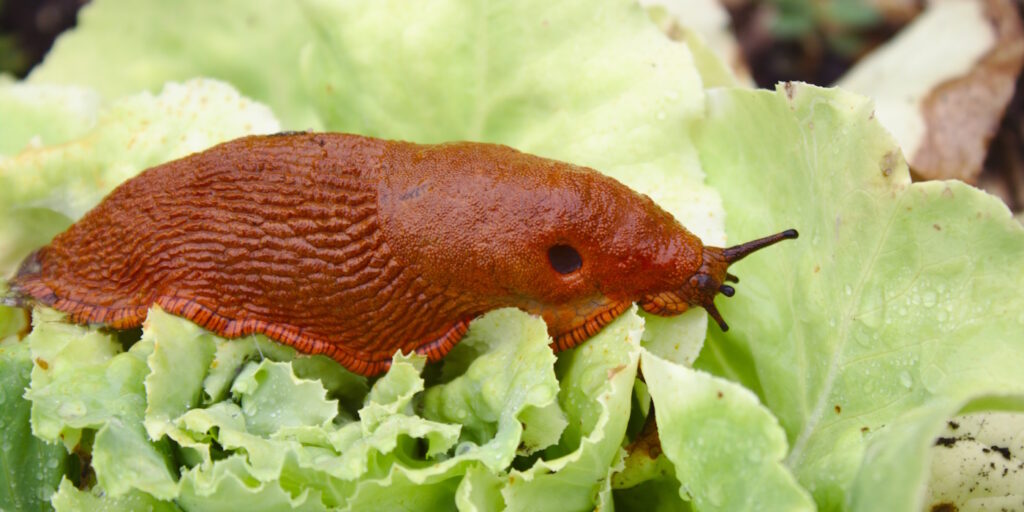 Das Foto zeigt eine Rote Wegschnecke