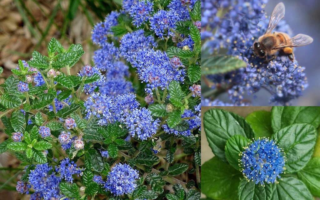 Das Foto zeigt eine Säckelblume
