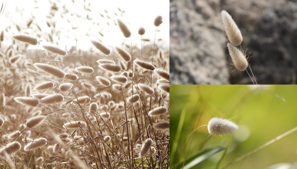 Das Foto zeigt Samstgras