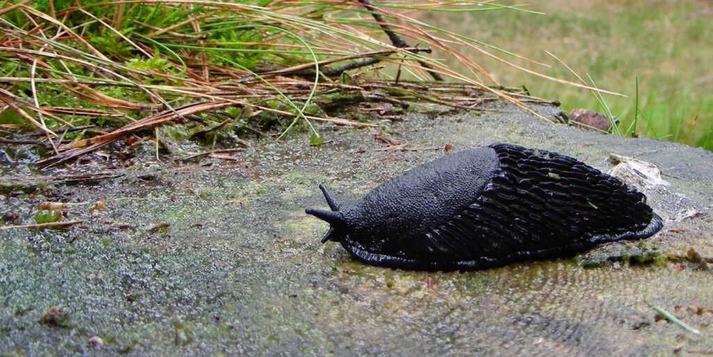 Das Foto zeigt eine schwarze Wegschnecke