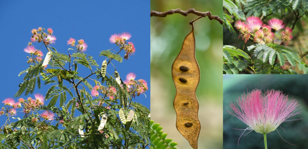 Das Foto zeigt einen Seidenbaum, seine Blüten und Früchte