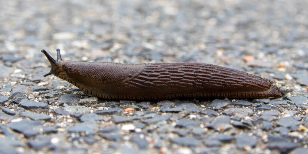 Das Foto zeigt eine Spanische Wegschnecke