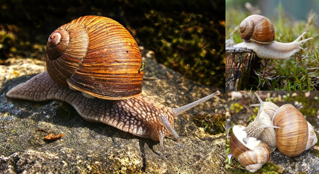 Das Foto zeigt die Weinbergschnecke